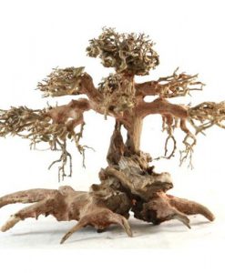 Bonsai TREE Wood