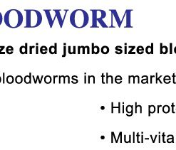 OF Super Bloodworm 2