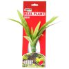 AZOO Plant - CRYPTOCORYNE
