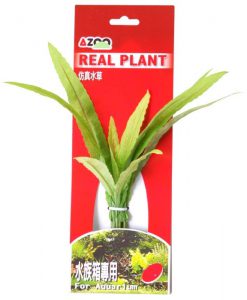 AZOO Plant - CRYPTOCORYNE