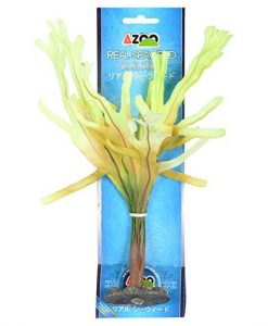 AZOO Plant - Real Seaweed