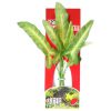 AZOO Plant - SYNGONIUM