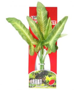 AZOO Plant - SYNGONIUM