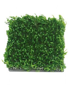 Alternative view of ISTA Water Plant Cultivation Ceramic | Square - 5 x 5 cm