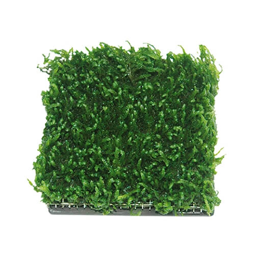 ISTA Water Plant Cultivation Ceramic | Square - 5 x 5 cm - Image 2