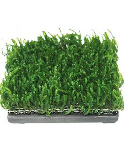 Alternative view of ISTA Water Plant Cultivation Ceramic | Square - 6.5 x 6.5cm