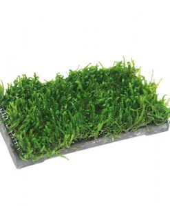 Alternative view of ISTA Water Plant Cultivation Ceramic | Rectangle - 5 x 10 cm