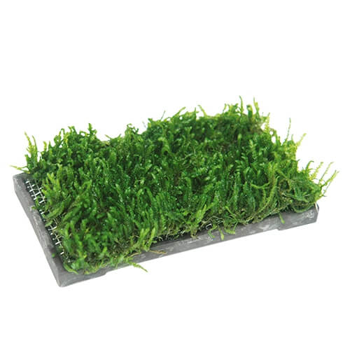 ISTA Water Plant Cultivation Ceramic | Rectangle - 5 x 10 cm - Image 2