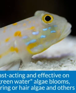 API Marine Algae Fix