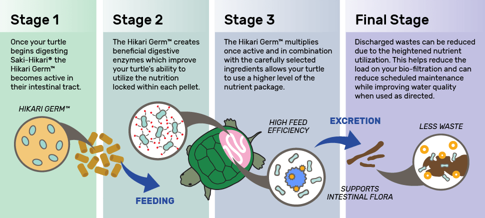 Saki Hikari Germ - Turtle