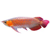 Arowana Lights
