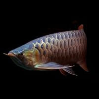 Arowana Food