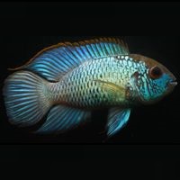Carnivore Cichlid Food