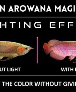 Alternative view of DEGEN Red Arowana Magic LED | 760mm