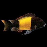 Herbivore Cichlid Food