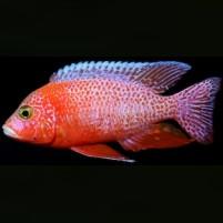 Omnivore Cichlid Food