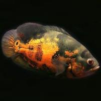 Predator Cichlid Food