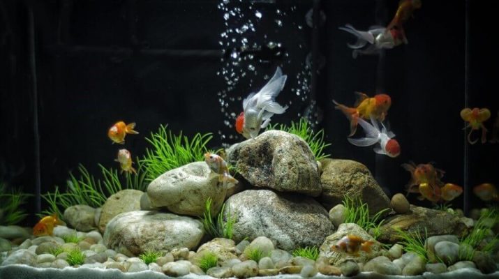 Aquarium Basics