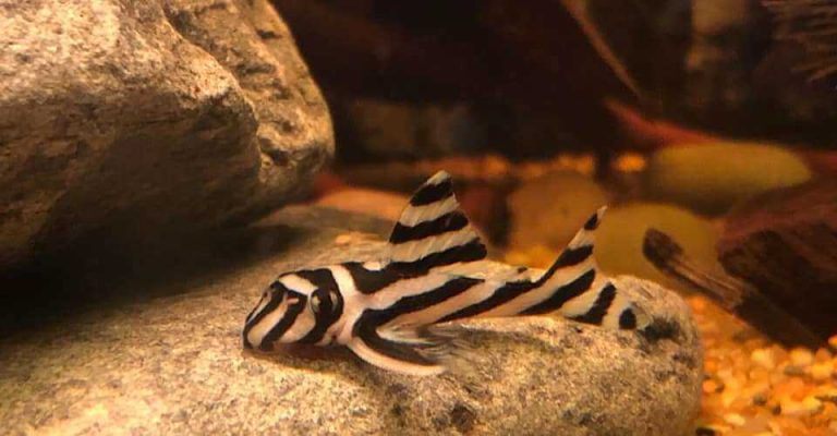 What makes a fish beginner friendly?
