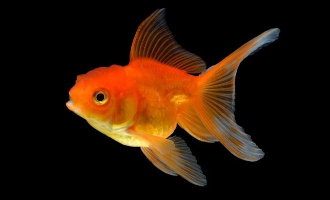 Goldfish