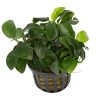 Anubias Barteri var Nana Mini