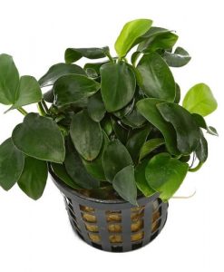 Anubias Barteri var Nana Mini