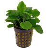 Anubias Coin Leaf