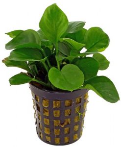 Anubias Coin Leaf
