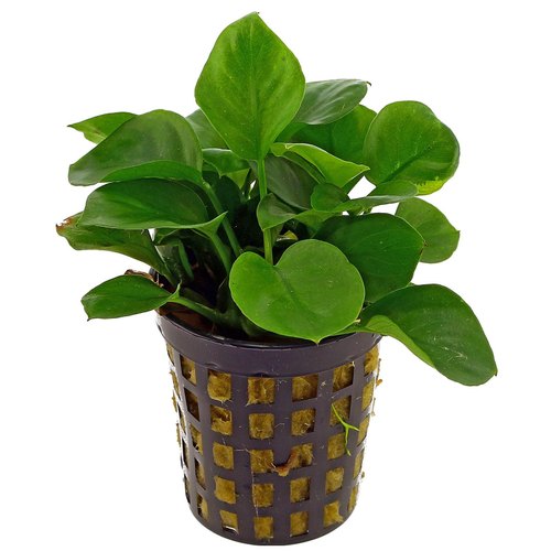 Anubias Coin Leaf