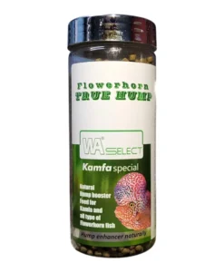 WA Select Flowerhorn True Hump