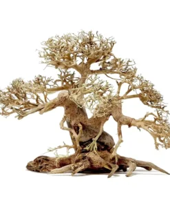 Aquarium Bonsai Tree