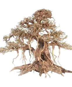 Aquarium Bonsai Tree - Banyan Style