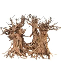 Aquarium Bonsai Tree - Dancing Style