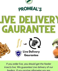 Alternative view of Promeal Live Red Runner Roaches