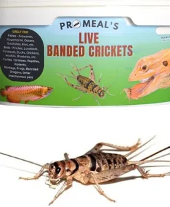 Promeal Live Banded Crickets
