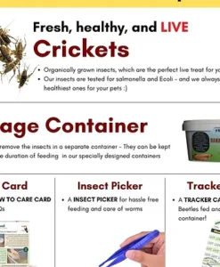 Alternative view of Promeal Live Banded Crickets
