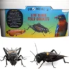 Promeal Live Black Feild Crickets