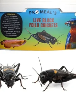 Promeal Live Black Feild Crickets