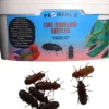Promeal Live Darkling Beetles