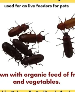 Alternative view of Promeal Live Darkling Beetles