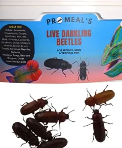 Promeal Live Darkling Beetles