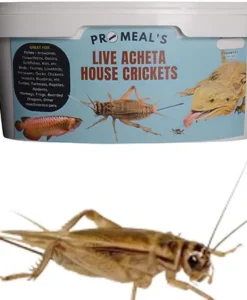 Promeal Live House Crickets