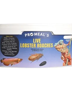 Promeal Live Lobster Roaches