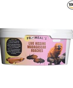 Promeal Live Madagascar Hissing Roaches
