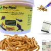 Promeal Live Mealworms