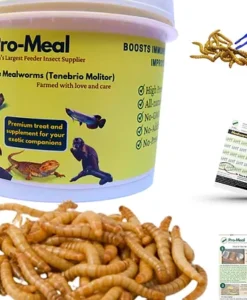 Promeal Live Mealworms