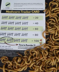Alternative view of Promeal Live Mealworms