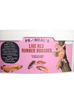 Promeal Live Red Runner Roaches