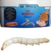 Promeal Live Silkworms