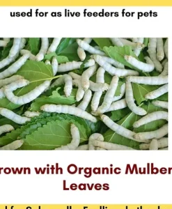 Alternative view of Promeal Live Silkworms